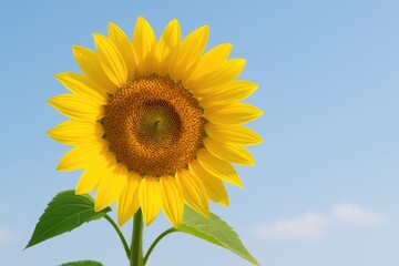 Obraz premium Bright sunflower in full bloom on a white surface