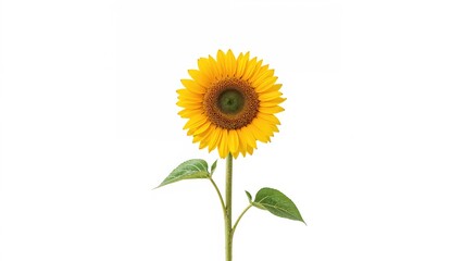 Obraz premium Sunflower represents the essence of summer.