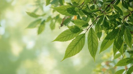 Background with a pattern of green summer foliage