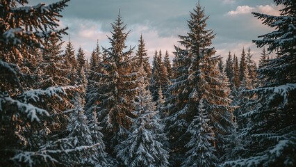 Breathtaking snowy landscape with frost-covered pine woods