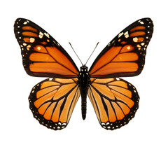 Monarch Butterfly: Detailed Close-Up of Wings, Patterns, and Anatomy