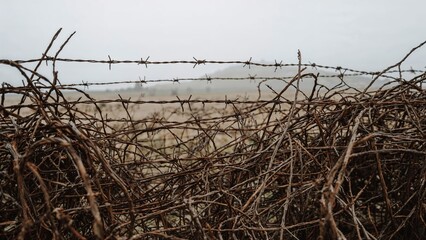 Twisted loops of sharp wire