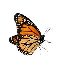 Naklejka premium Monarch Butterfly: Vibrant Wings, Detailed Close-Up