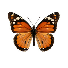 Obraz premium Orange Butterfly: Detailed Close-up of Insect Wings