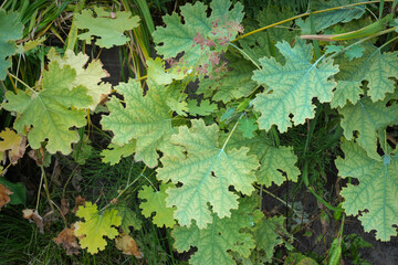 Closeup on the distinctive foliage of five-seeded plume-poppy, Macleaya cordata