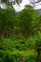 Lush Green Boxwood Forest Growing on Mountainside with Fog