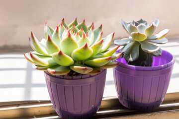 Close-up of succulents in the sunlight