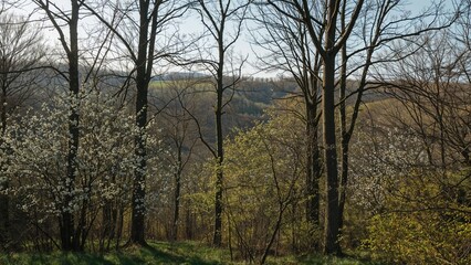 Verdant forest scene under a clear blue sky in early growth period