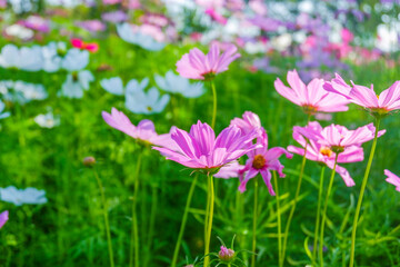 Beautiful pink cosmos flowers blooming in garden,spring season.