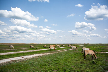 Hortobágy Wild Horses Przewalski's in the Hungarian Puszta