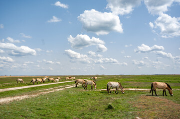 Hortobágy Wild Horses Przewalski's in the Hungarian Steppe