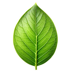 Obraz premium A vibrant green leaf with detailed veins, isolated on transparent background, representing nature, growth, and freshness, perfect for botanical illustrations and designs with a clean and organic aesth