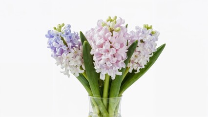 Obraz premium Hyacinths blossoming in a transparent vase during spring