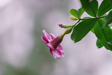 Allamanda blanchetii