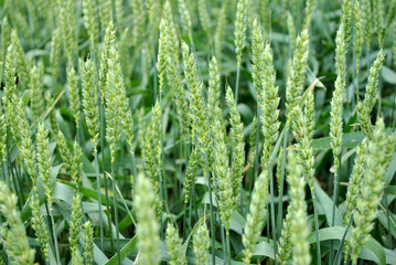green wheat field