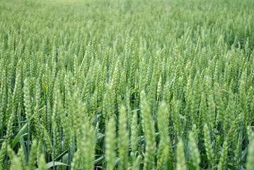 field of wheat