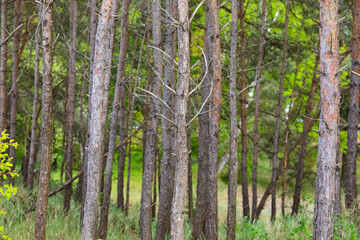 Obraz premium Coniferous trees are found in the forest in Mielno, a seaside town in Poland
