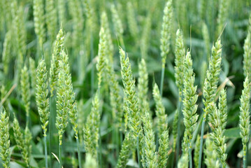 green wheat field