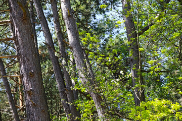 Coniferous and deciduous trees are found in the natural park of Mielno, in Poland