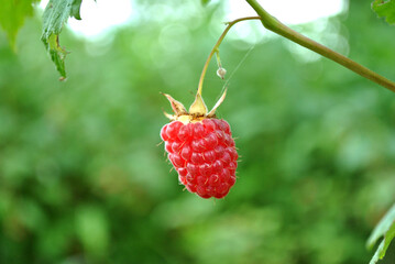 raspberry on a bush