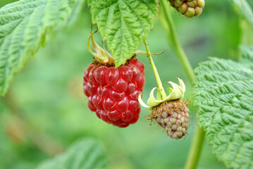 raspberry on a bush