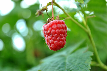 raspberry on a branch