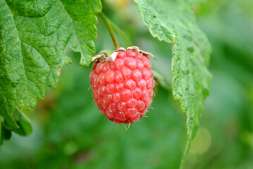 ripe raspberry on a branch