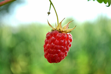raspberry on a bush