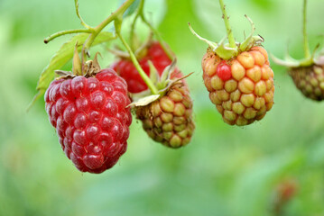 raspberries on the bush