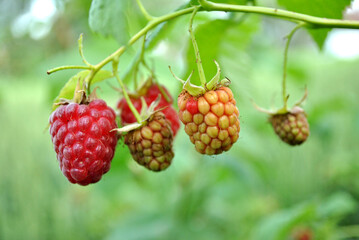 ripe raspberry on a bush