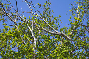Green tree leaves and a broken, dry branch in Mielno, Poland