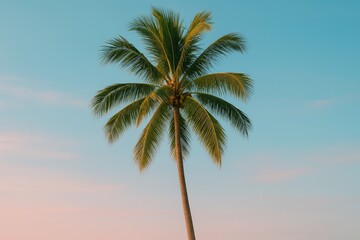 Sunset over a coconut palm with shades of pink and blue