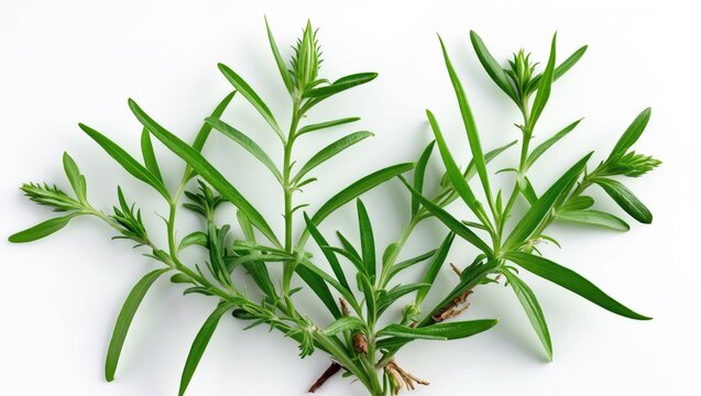 Traditional medicinal and culinary applications of Asian pigeonwings