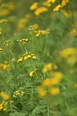 Field of common tansy (Tanacetum vulgare)  a perennial, herbaceous flowering plant in the genus Tanacetum in the aster family, native to temperate Europe and Asia. 
