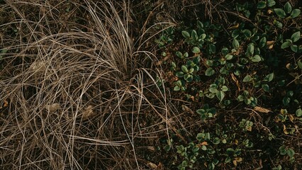 Brown Turf Surrounded by Lush Greenery