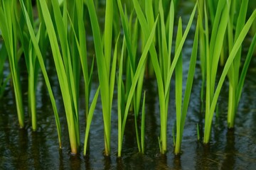 Fototapeta premium Macro shot of vegetation along a freshwater shoreline in spring
