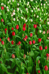Colorful Tulips field in winter or spring,field of tulips in full bloom with various colors like pink, purple, yellow in the garden and pathway,tulip designs card.