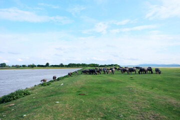 Natural pasture scenery.