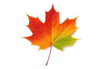 Colorful Fall Leaf Illustration Set Against a White Background, Nature-Inspired Design Elements