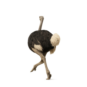 struzzo in corsa (Struthio camelus), isolata sfondo trasparente, vista da dietro (intera figura)