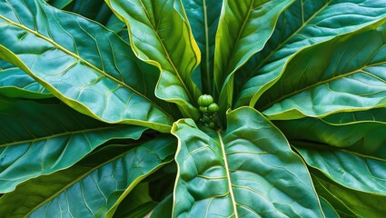 Close-up view of green papaya leaves showcasing fine textures and beautiful venation