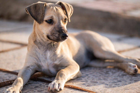 Cachorro ratonero con dos meses, colores crema y beage, pelo suave carita bonita