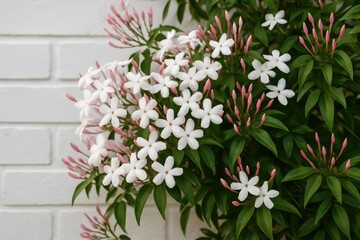 Spring and late winter garden scene featuring small, fragrant white and pink jasmine blossoms set against vibrant green leaves and a painted white brick wall.