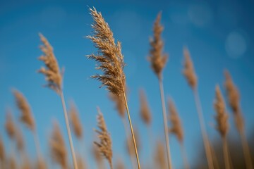 Obraz premium Low viewpoint of elongated reed stalks soaring skyward with a depth of field, emphasizing their intricate surface while the background remains out of focus to evoke a peaceful, natural atmosphere.