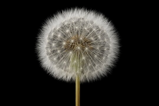 Close-up of a dandelion seed head on a black background