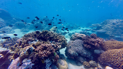 View of the bottom of a warm shallow sea. Coral reef and tropical fish underwater.