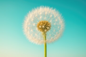 Fototapeta premium Close-up of a dandelion seed cluster with a vivid turquoise background