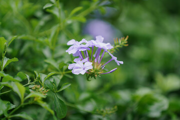 Plumbago Auriculata