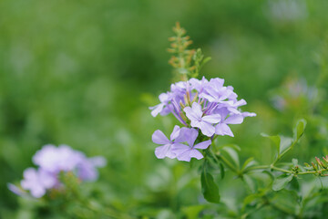 Plumbago Auriculata