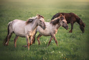 Two Konik horses walk together in a field, with another horse grazing in the background. © Julija